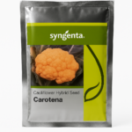 Carotena Cauliflower (फूलगोभी)