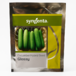 Cucumber Hybrid Seed Glossy