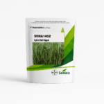 SVHA1452 Hot Pepper F1 Hybrid Seeds