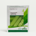 Padmini Cucumber