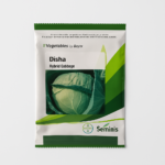 Disha Cabbage