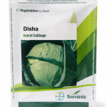 DISHA CABBAGE