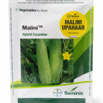 Seminis Malini Cucumber Seeds