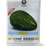 PUMPKIN SEEDS VNR-11 F1 Hybrid