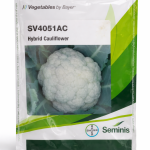 SV4051AC CAULIFLOWER SEEDS