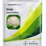 GIRIJA CAULIFLOWER SEEDS
