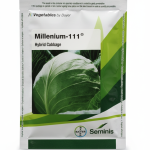 Millenium-111 Hybrid Cabbage